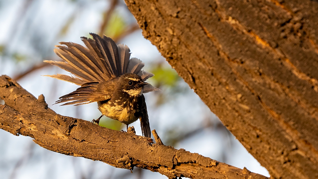 White-throated Fantail 